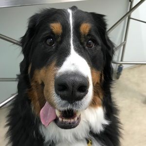 Meet your Posher, Frank